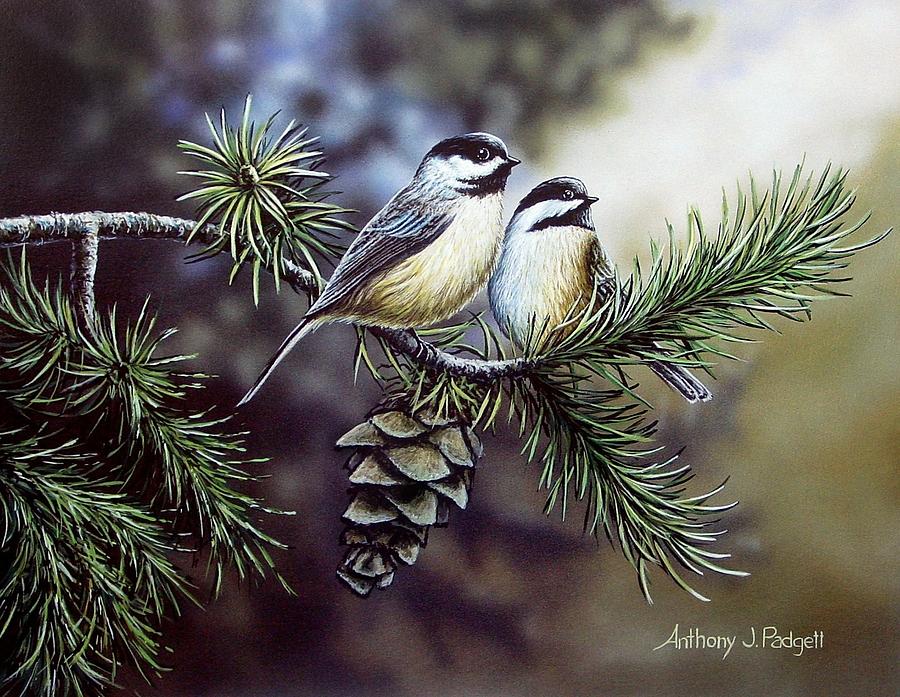 Evergreen Chickadees Painting by Anthony J Padgett