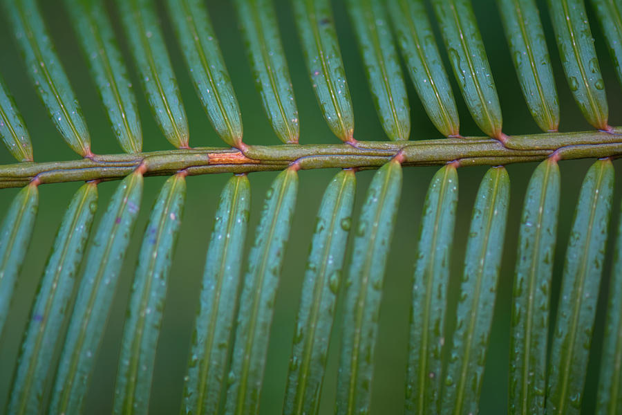 Evergreen Close Up Photograph by Gary Kochel