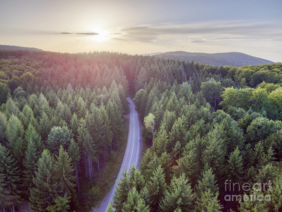 Evergreen Forest From Above Photograph