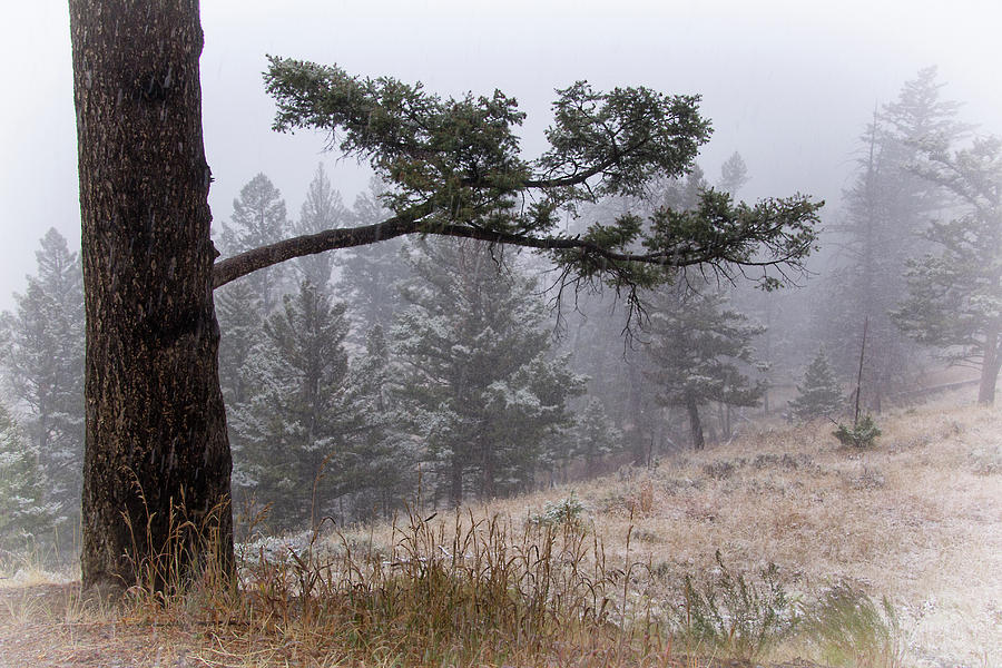 Yellowstone National Park Photograph - Evergreen Forest Snow Shower by Carolyn Derstine