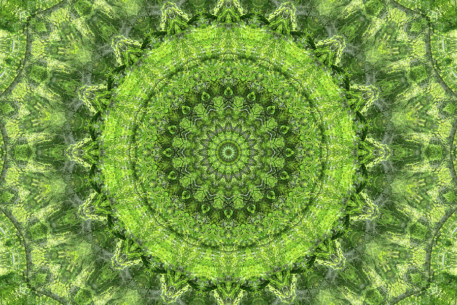 Green Digital Art - Evergreen II by Lynne Guimond Sabean Green Digital Art - Evergreen II by Lynne Guimond Sabean