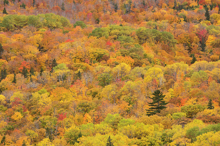 Evergreen in Autumn Photograph by Brenda Tharp - Fine Art America