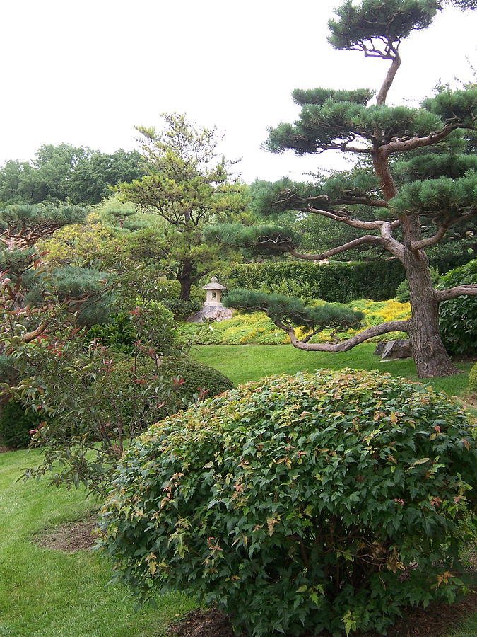 Evergreen in Japanese Garden Photograph by Colleen Cornelius