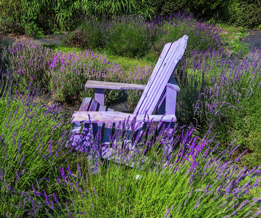 Evergreen Lavender Farm Photograph by Norma Brandsberg