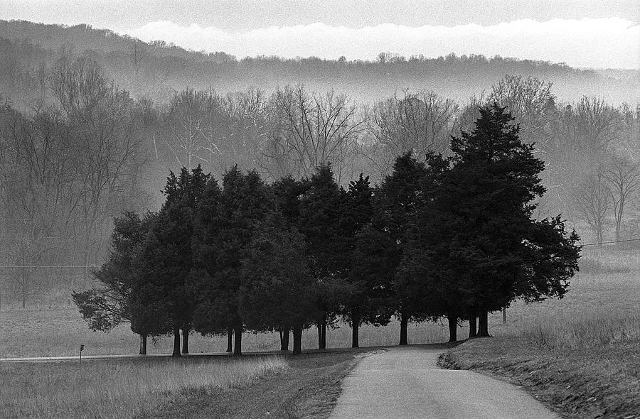 Evergreen Mist Photograph by Paul  Trunk