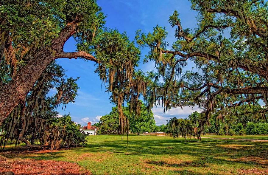 Evergreen Plantation Photograph by Steve Harrington - Fine Art America