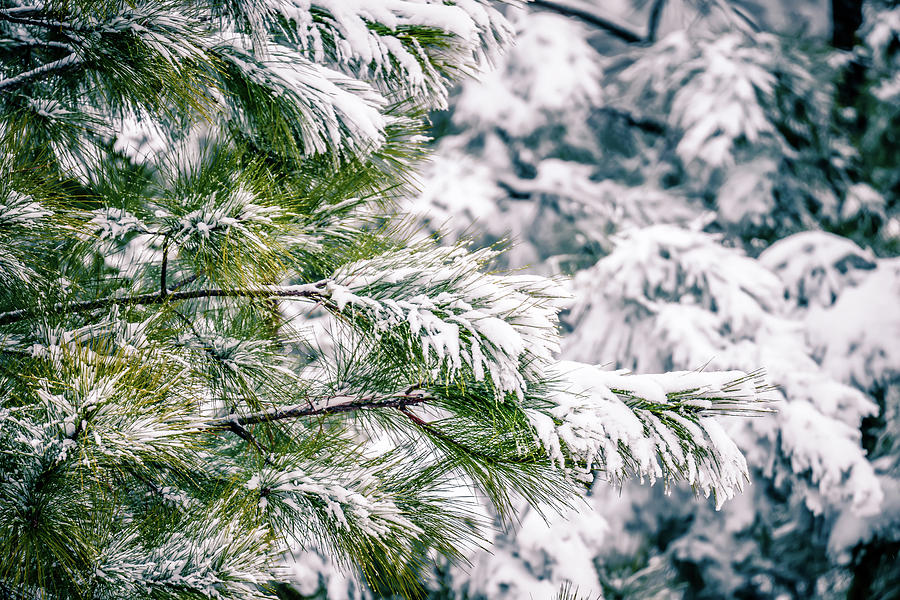 Evergreen Plants Covered In Snow In January After Winter Storm Photograph by Alex Grichenko
