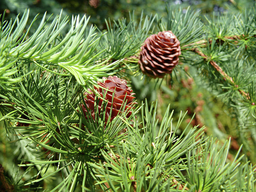 Evergreen Photograph by Colin Clarke - Fine Art America