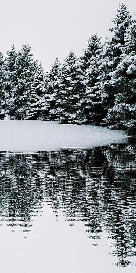 CSU Evergreen Snow Photograph by Serbennia Davis