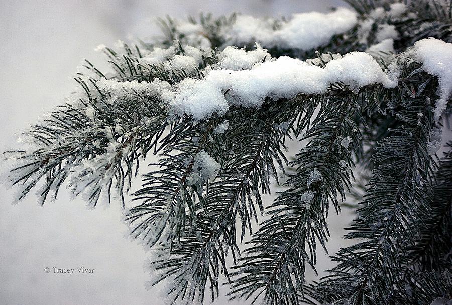 Evergreen Snow Photograph by Tracey Vivar