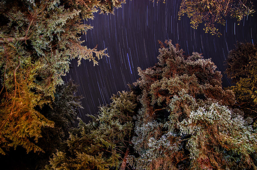 Evergreen Trees Star Trails Photograph by Pelo Blanco Photo