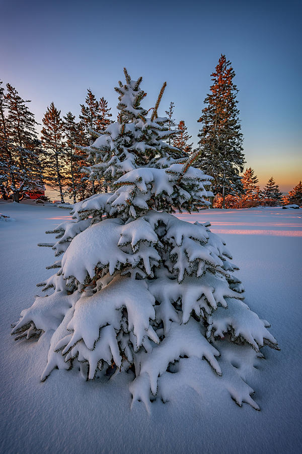 Winter Photograph - Evergreen Under A Blanket of Snow by Rick Berk