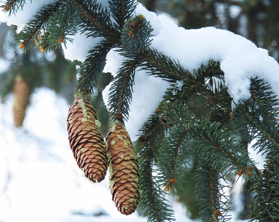 Winter Photograph - Evergreen Winter by Robert Knight