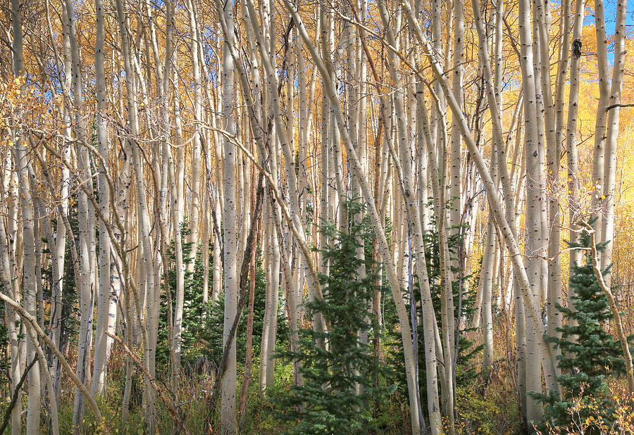 Evergreens and Aspens Photograph by Donna Kennedy - Fine Art America