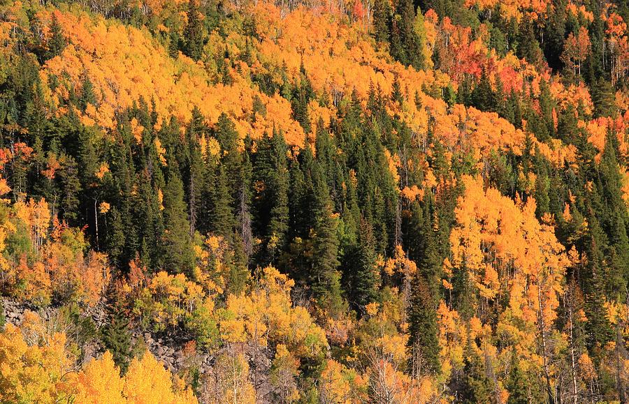 Evergreens And Autumn Leaves In Colorado Photograph by Dan Sproul