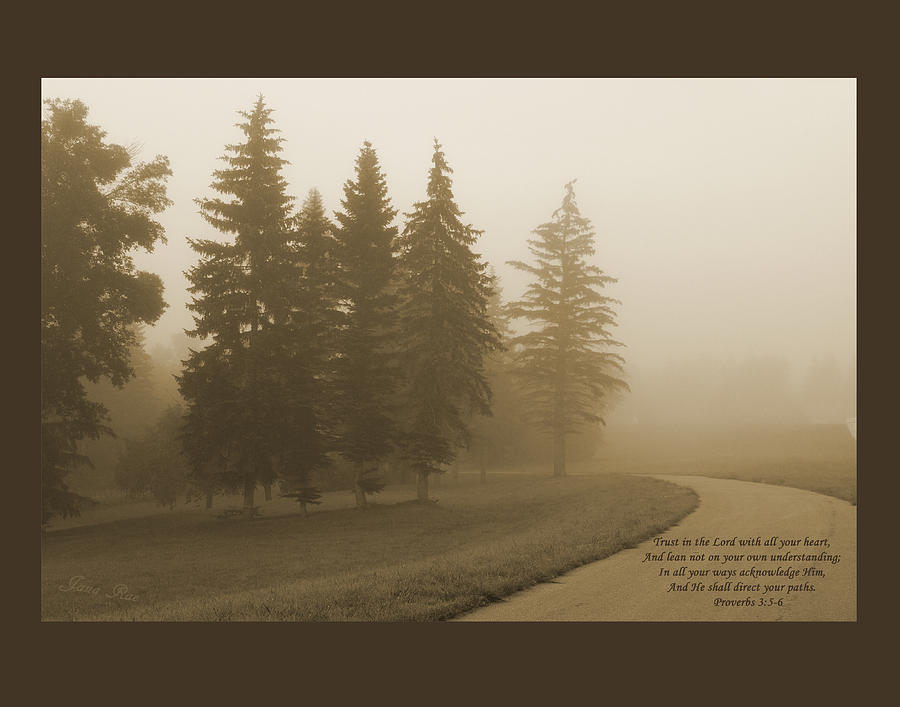 Evergreens in Fog Photograph by Jana Rosenkranz