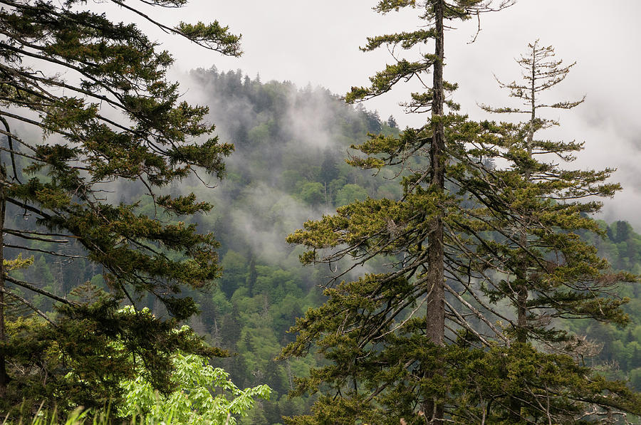 Mountain Photograph - Evergreens in the Mist by Phyllis Taylor