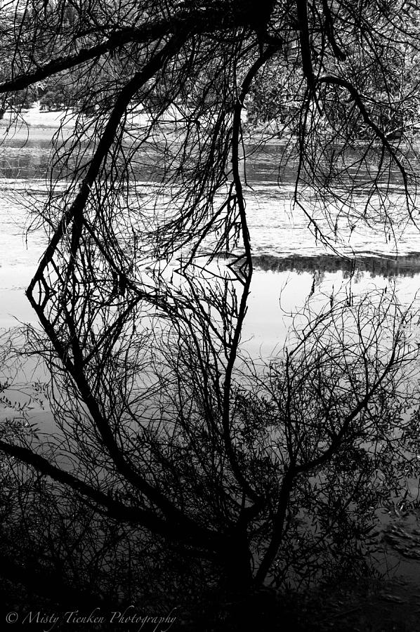 Everlasting Branches Photograph by Misty Tienken