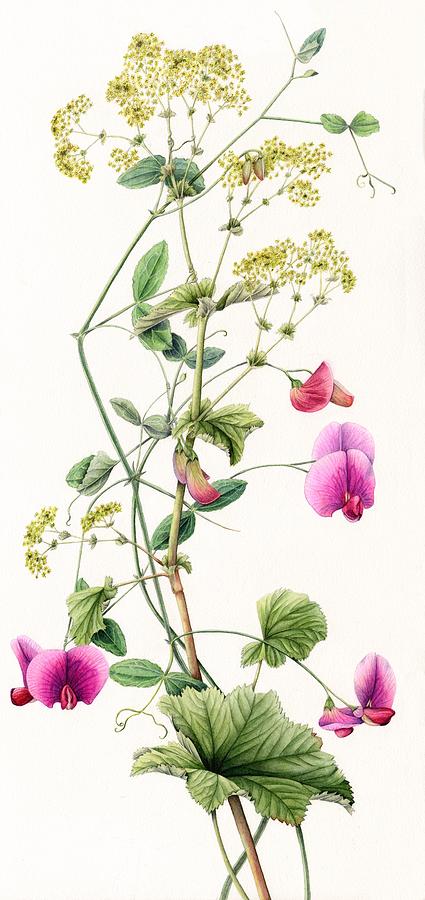 Everlasting pea and Alchemilla Mollis Painting by Lynne Henderson