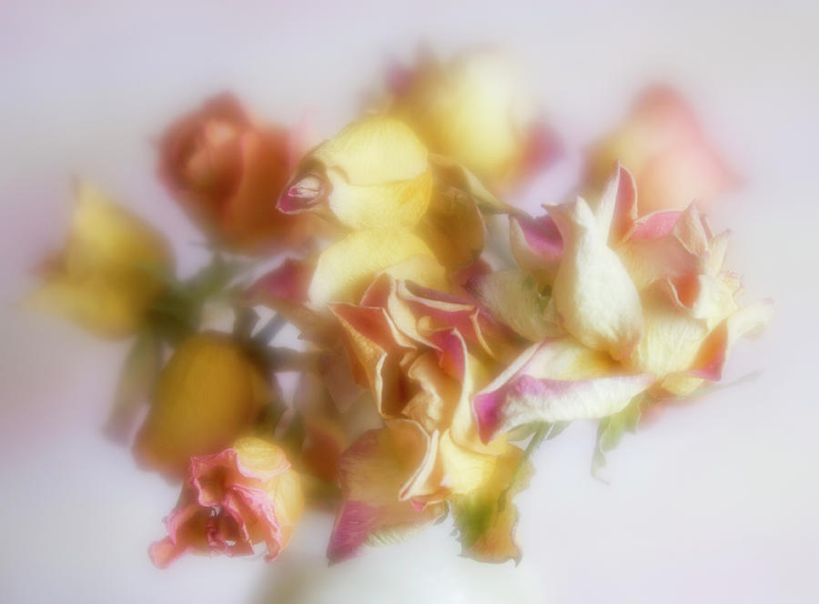 Everlasting Rose Buds Photograph by Diane Fifield