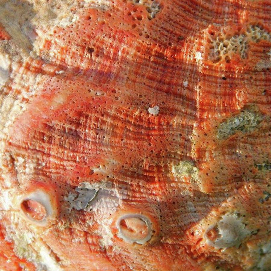 Animal Photograph - Every Abalone Is Its Own Unique by The Texturologist