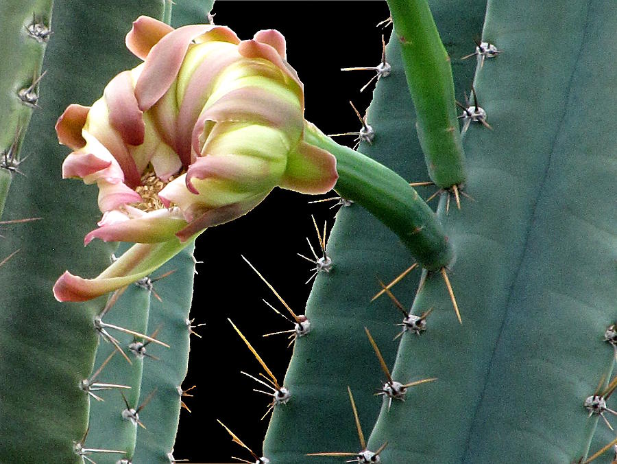 Every Cactus flower has its thorns  Photograph by Christopher Mercer
