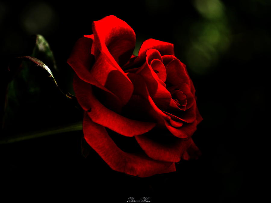 Every Rose Has Its Thorn Photograph by Bernd Hau - Fine Art America