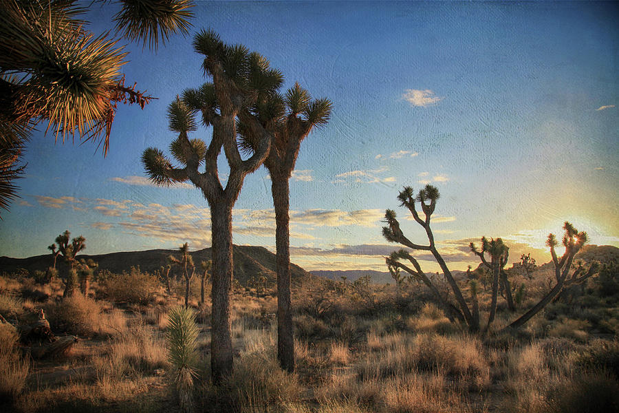 Joshua Tree National Park Photograph - Every Time We Touch by Laurie Search