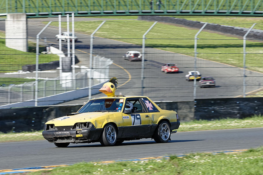 Everybody And Their Duck -- Ford Mustang at the 24 Hours of LeMons Race in Sonoma, California Photograph by Darin Volpe