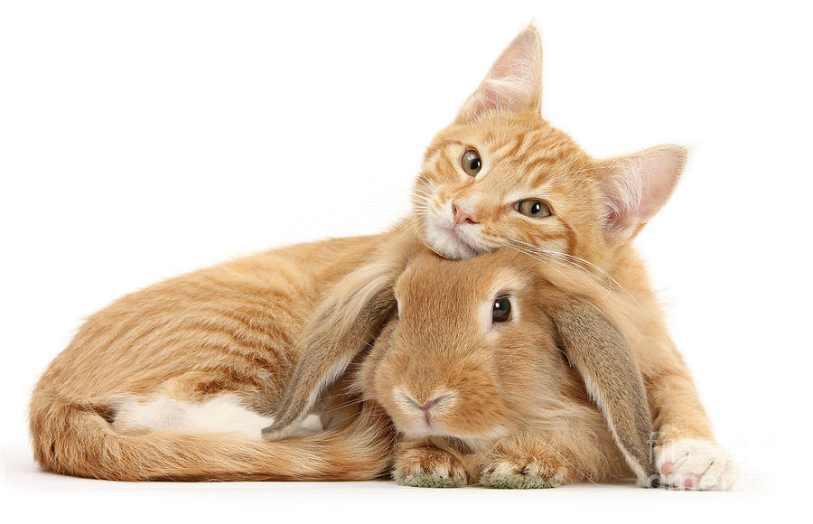 Animal Photograph - Everybody needs a Bunny for a Pillow by Warren Photographic