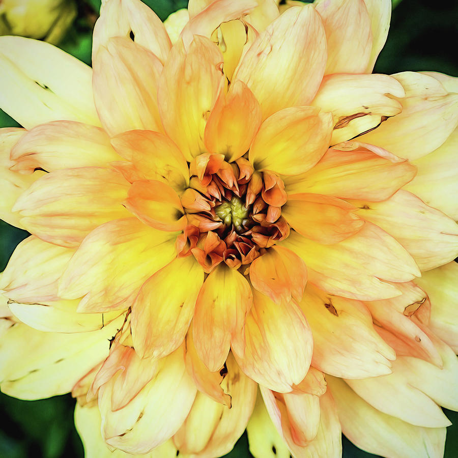 Yellow Photograph - Everything Has Beauty by Jessica Manelis Yellow Photograph - Everything Has Beauty by Jessica Manelis