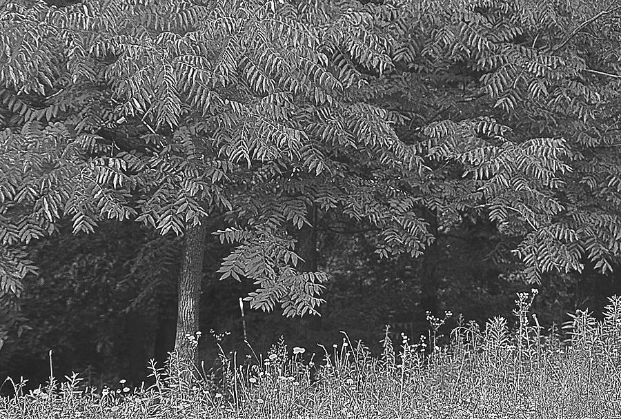 Everything is Not Black and White Photograph by Jenny Gandert Fine Art America