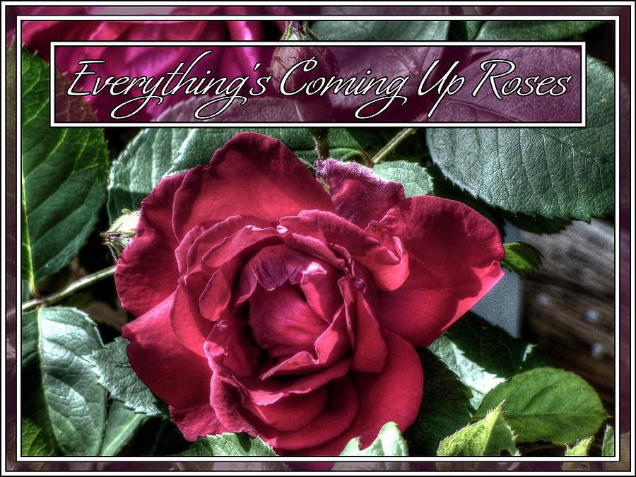Everythings Coming Up Roses Photograph by Leslie Montgomery