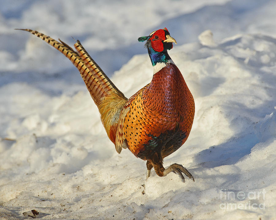 Everywhere Snow Pheasant Photograph by Timothy Flanigan