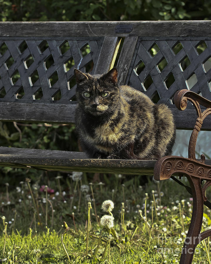 Evie Cat on a Bench Portrait Photograph by Terri Waters