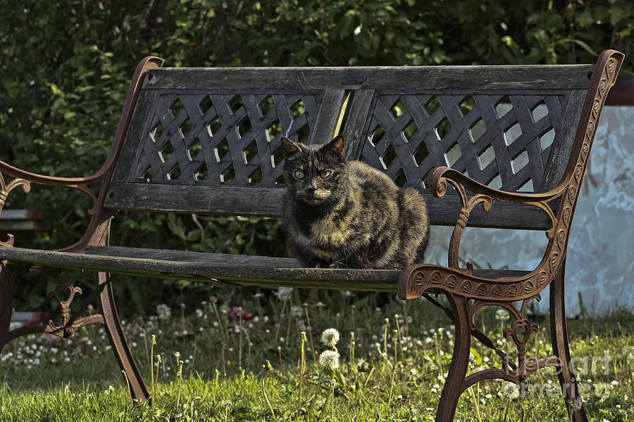 Evie Cat on a Bench Landscape Photograph by Terri Waters
