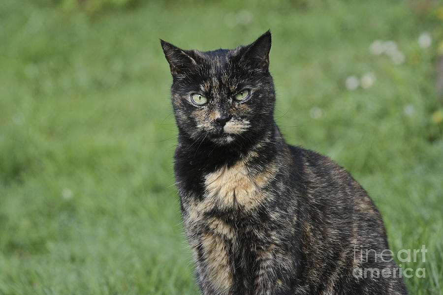 Queen Photograph - Evie the Tortoiseshell Cat by Terri Waters