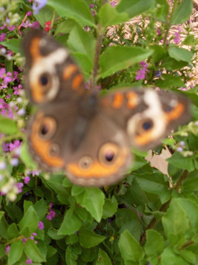 Butterfly Photograph - Evil Eye by Warren Thompson
