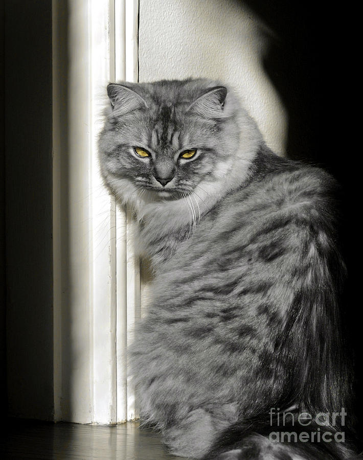 Evil looking cat Photograph by Bruce Block