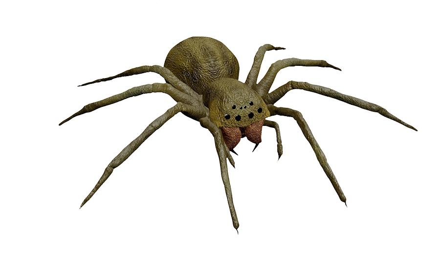 Spider Digital Art - Evil spider by Martin Capek