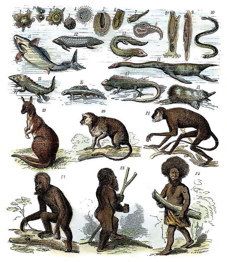 Ape Drawing - Evolution Chart by Granger