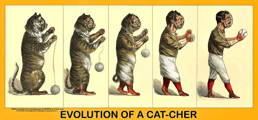 Evolution of a Cat-Cher Photograph by Maria Coulson