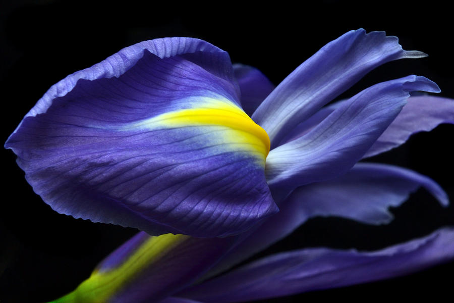 Evolving Iris. Photograph by Terence Davis