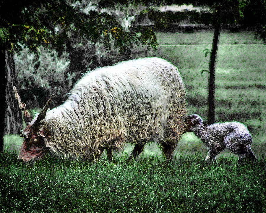 Ewe and Lamb Photograph by Mimulux Patricia No
