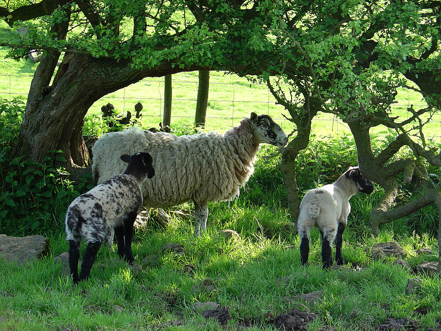 Ewe And Lambs In The Shade Photograph