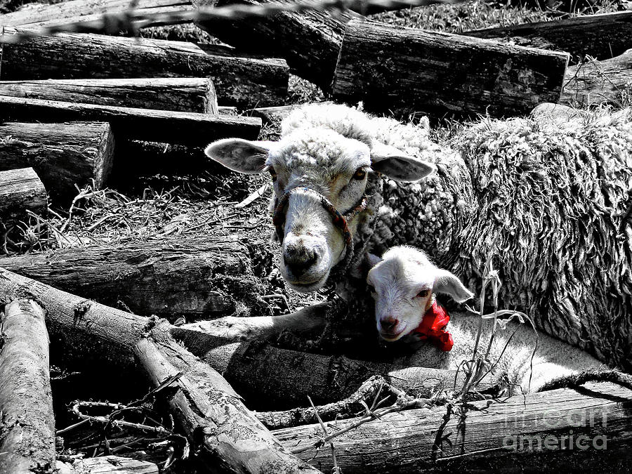 Ewe And Newborn Lamb Photograph by Al Bourassa