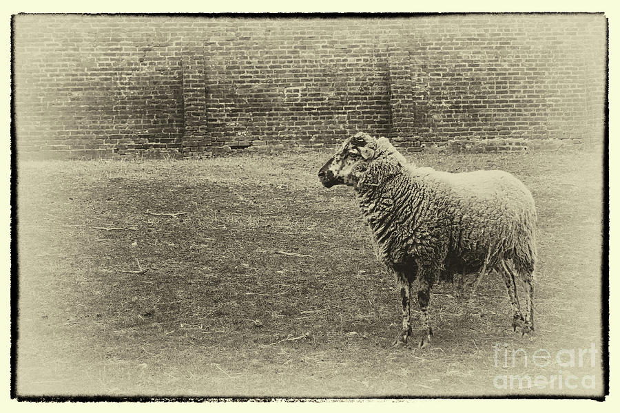Ewe From the Past Photograph by Karen Adams