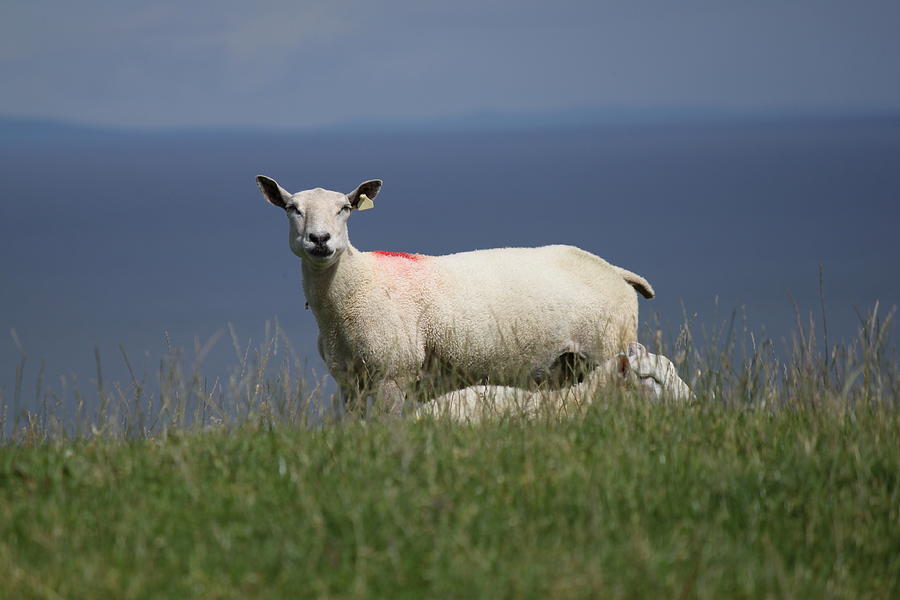 Ewe Guarding Lamb Photograph by John Moyer