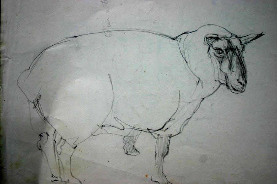 ewe Drawing by Tom Smith