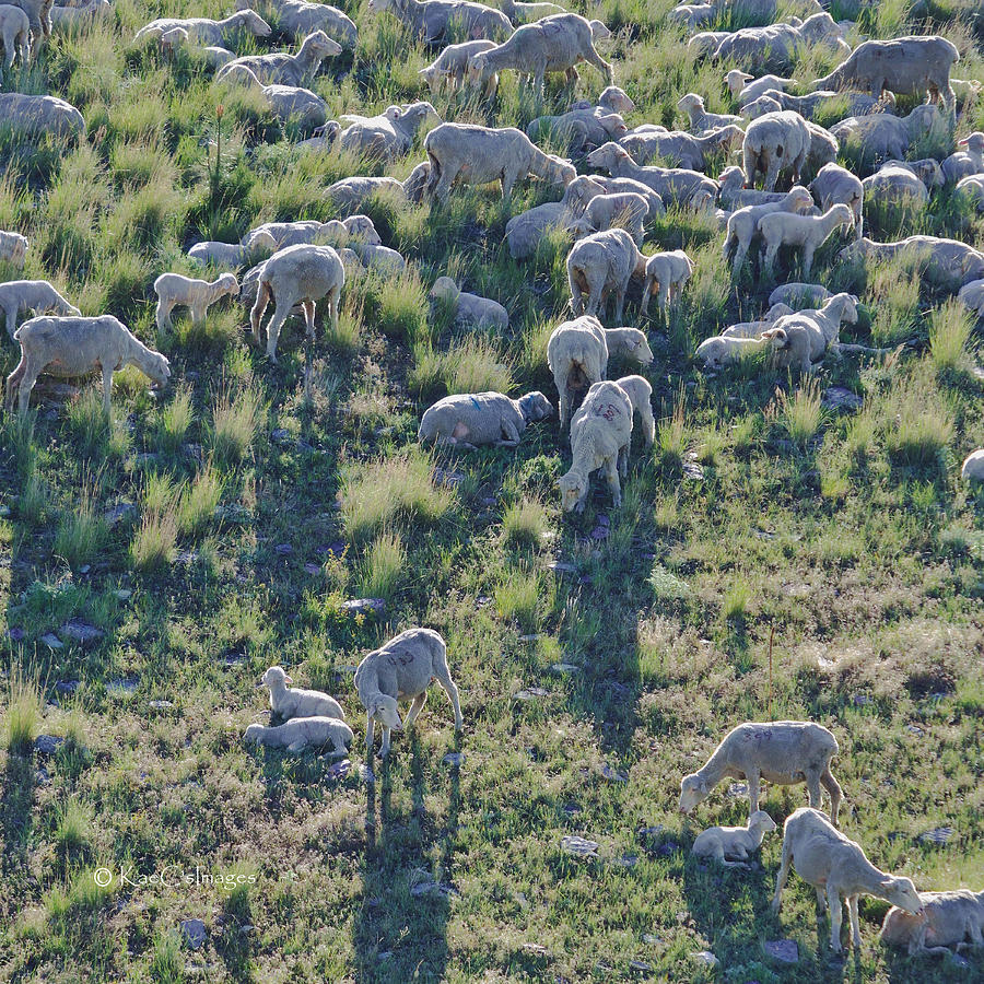 Ewes and Lambs - original Photograph by Kae Cheatham